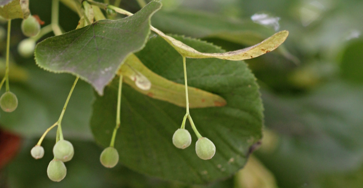 Lime Tree Flower